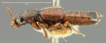 Media type: image;   Entomology 6540 Aspect: habitus lateral view